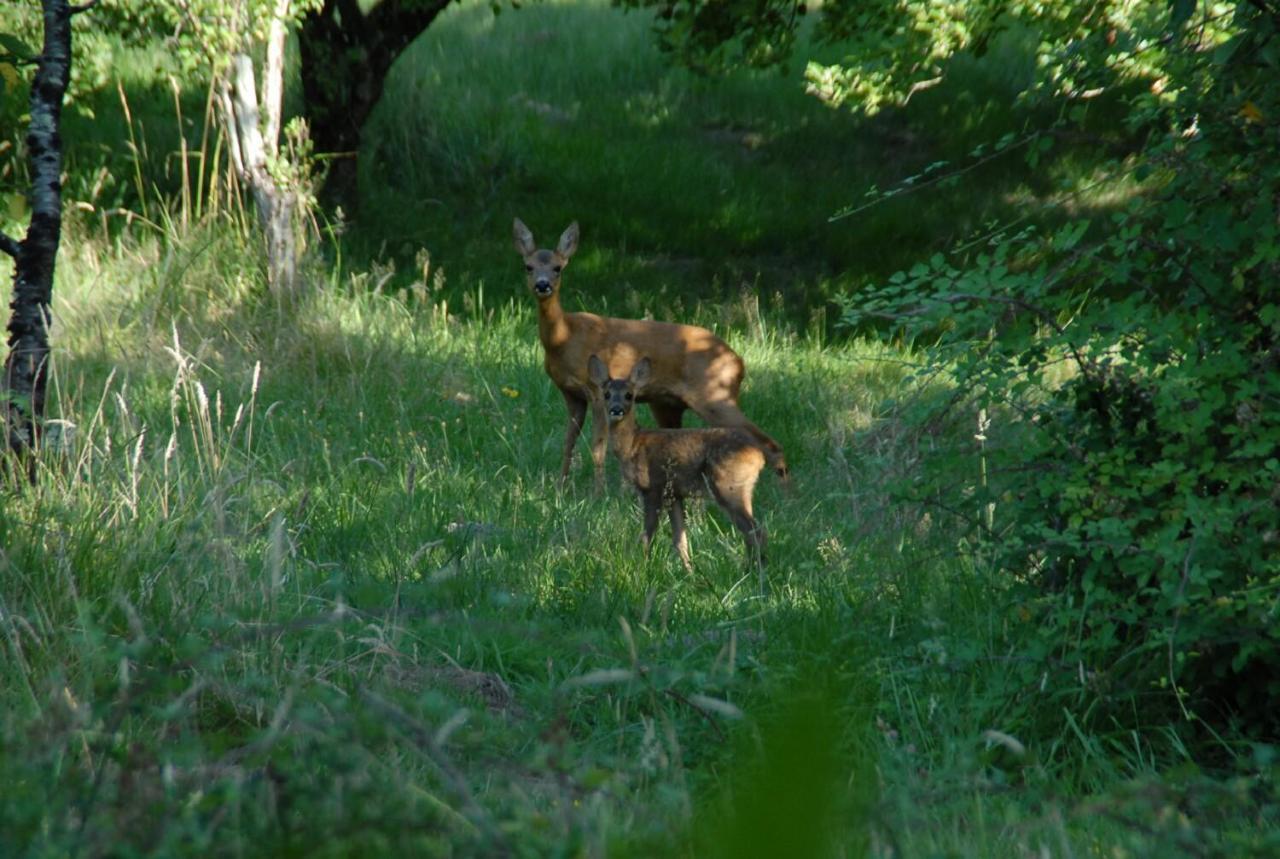 Le Terrier Blanc Villa Argenton Sur Creuse Exterior photo